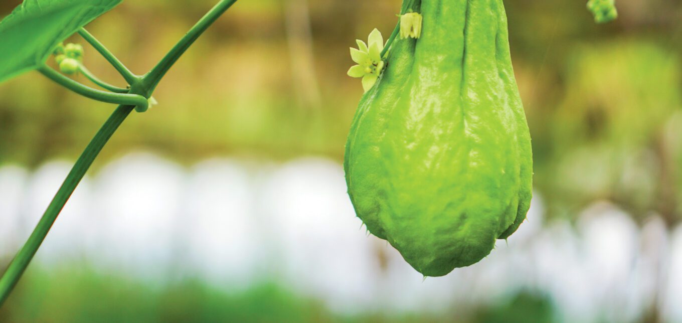 Chayote-Anbau und Profil – Mutter-Erde-Gärtnerin